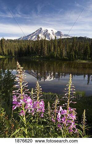 Stock Image - Washington, United States Of America; A Reflection Of Mount Rainier In A Lake And Wildflowers Along The Shore In Paradise Park In Mt. Rainier National Park. Fotosearch