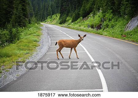 Stock Photo - Washington, United States Of America; A Deer On The Road In Mt. Rainier National Park. Fotosearch