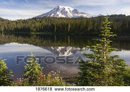 Stock Photo - Washington, United States Of America; A Reflection Of Mount Rainier In A Lake In Paradise Park In Mt. Rainier National Park. Fotosearch