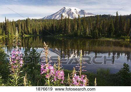 Washington, United States Of America; A Reflection Of Mount Rainier In A Lake And Wildflowers Along The Shore In Paradise Park In Mt. Rainier National Park View Large Photo Image Stock Photo - Washington, United States Of America; A Reflection Of Mount Rainier In A Lake And Wildflowers Along The Shore In Paradise Park In Mt. Rainier National Park. Fotosearch