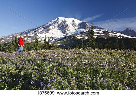 Washington, United States Of America; A Man Hiking Through The Wildflowers With Mount Rainier In The Background In Mt. Rainier National Park View Large Photo Image Stock Photo - Washington, United States Of America; A Man Hiking Through The Wildflowers With Mount Rainier In The Background In Mt. Rainier National Park. Fotosearch