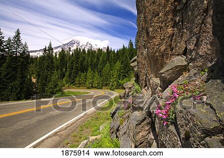 Washington, United States Of America; View Of Mt. Rainier From The Highway In Mt. Rainier National Park View Large Photo Image Picture - Washington, United States Of America; View Of Mt. Rainier From The Highway In Mt. Rainier National Park. Fotosearch