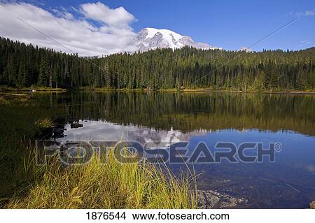 Washington, United States Of America; Autumn Colors And A Reflection Of Mount Rainier In A Lake In Mt. Rainier National Park View Large Photo Image Picture - Washington, United States Of America; Autumn Colors And A Reflection Of Mount Rainier In A Lake In Mt. Rainier National Park. Fotosearch