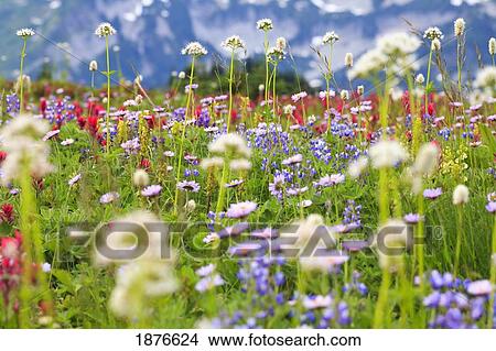 Picture - Washington, United States Of America; Wildflowers In A Meadow In Mt. Rainier National Park. Fotosearch