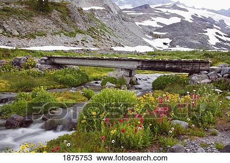 Washington, United States Of America; Morning Fog And Wildflowers Along A Trail In Mt. Rainier National Park View Large Photo Image Stock Image - Washington, United States Of America; Morning Fog And Wildflowers Along A Trail In Mt. Rainier National Park. Fotosearch