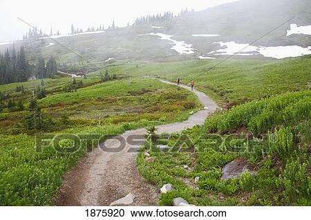 Washington, United States Of America; Fog Along A Trail In Mt. Rainier National Park View Large Photo Image Stock Image - Washington, United States Of America; Fog Along A Trail In Mt. Rainier National Park. Fotosearch