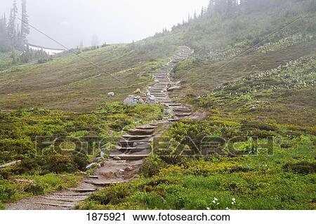 Washington, United States Of America; Fog Along A Trail In Mt. Rainier National Park View Large Photo Image Stock Image - Washington, United States Of America; Fog Along A Trail In Mt. Rainier National Park. Fotosearch