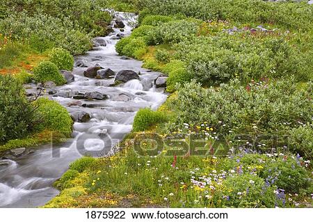 Washington, United States Of America; Wildflowers Along Paradise Creek In Mt. Rainier National Park View Large Photo Image Stock Image - Washington, United States Of America; Wildflowers Along Paradise Creek In Mt. Rainier National Park. Fotosearch
