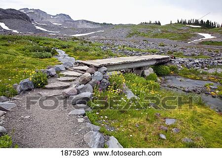 Washington, United States Of America; Wildflowers Along A Trail In Mt. Rainier National Park View Large Photo Image Stock Image - Washington, United States Of America; Wildflowers Along A Trail In Mt. Rainier National Park. Fotosearch