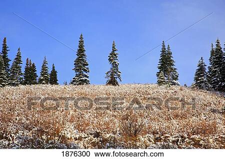 Stock Image - Washington, United States Of America; Light Snow On Autumn Colors In Mt. Rainier National Park. Fotosearch