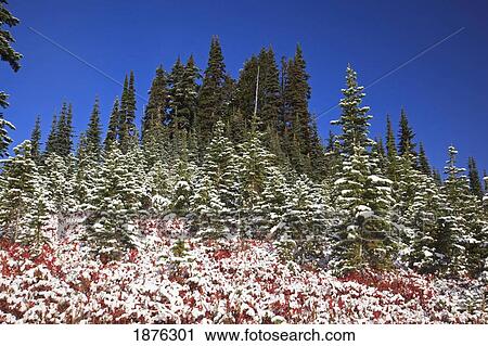 Stock Image - Washington, United States Of America; Light Snow On Autumn Colors In Mt. Rainier National Park. Fotosearch