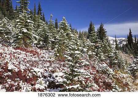 Washington, United States Of America; Light Snow On Autumn Colors In Mt. Rainier National Park View Large Photo Image Stock Image - Washington, United States Of America; Light Snow On Autumn Colors In Mt. Rainier National Park. Fotosearch