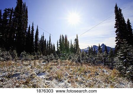 Stock Image - Washington, United States Of America; Light Snow On Autumn Colors In Mt. Rainier National Park. Fotosearch