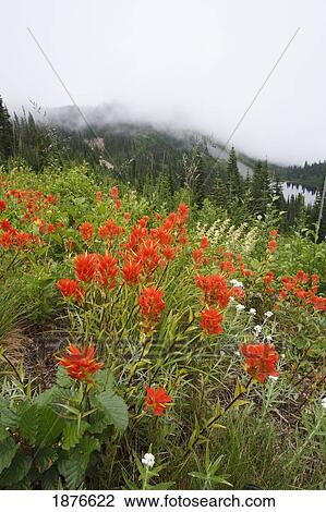Stock Image - Washington, United States Of America; Wildflowers In A Meadow In Mt. Rainier National Park. Fotosearch