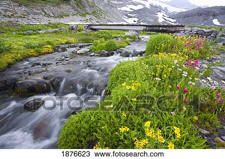 Stock Image - Washington, United States Of America; Wildflowers Along A Trail And Creek In Mt. Rainier National Park. Fotosearch