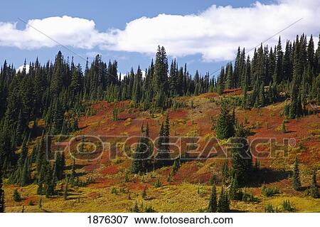 Washington, United States Of America; Autumn Colors On Mount Rainier In Mt. Rainier National Park View Large Photo Image Stock Photo - Washington, United States Of America; Autumn Colors On Mount Rainier In Mt. Rainier National Park. Fotosearch