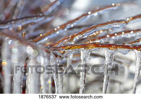 Stock Photo - Washington, United States Of America; Ice On The Tree Branches In Mt. Rainier National Park. Fotosearch