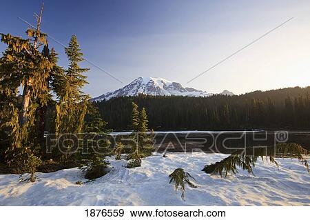 Washington, United States Of America; Morning Light On Mt. Rainier In Early Spring With Snow In Mount Rainier National Park View Large Photo Image Stock Photo - Washington, United States Of America; Morning Light On Mt. Rainier In Early Spring With Snow In Mount Rainier National Park. Fotosearch