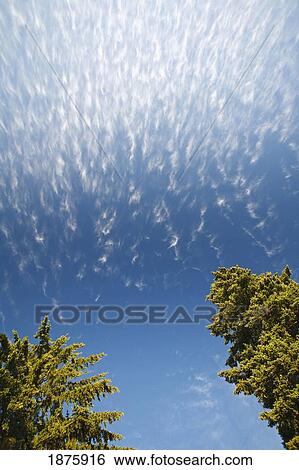 Washington, United States Of America; View Of Clouds In Sky And The Tree Tops View Large Photo Image Stock Photograph - Washington, United States Of America; View Of Clouds In Sky And The Tree Tops. Fotosearch