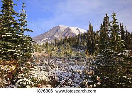 Washington, United States Of America; Fresh Snow Over Autumn Colors And Mount Rainier In Paradise Park In Mt. Rainier National Park View Large Photo Image Stock Photograph - Washington, United States Of America; Fresh Snow Over Autumn Colors And Mount Rainier In Paradise Park In Mt. Rainier National Park. Fotosearch