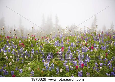 Stock Photograph - Washington, United States Of America; Wildflowers In A Meadow With Fog In Mt. Rainier National Park. Fotosearch