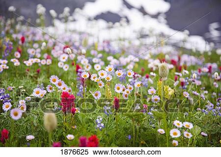 Washington, United States Of America; Wildflowers In A Meadow In Mt. Rainier National Park View Large Photo Image Stock Photography - Washington, United States Of America; Wildflowers In A Meadow In Mt. Rainier National Park. Fotosearch