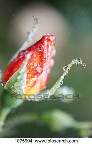 Water Drops On A Closed Tulip View Large Photo Image Picture - Water Drops On A Closed Tulip. Fotosearch