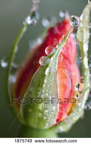 Water Drops On A Closed Tulip View Large Photo Image Stock Photo - Water Drops On A Closed Tulip. Fotosearch