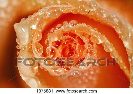 Water Drops On The Petals Of A Rose View Large Photo Image Stock Image - Water Drops On The Petals Of A Rose. Fotosearch