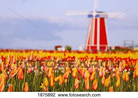 Woodburn, Oregon, United States Of America; A Field Of Tulips And A Windmill At Wooden Shoe Tulip Farm View Large Photo Image Stock Image - Woodburn, Oregon, United States Of America; A Field Of Tulips And A Windmill At Wooden Shoe Tulip Farm. Fotosearch