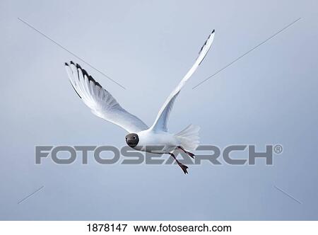 a bird in flight; amble, northumberland, england View Large Photo Image Stock Photo - a bird in flight; amble, northumberland, england. Fotosearch