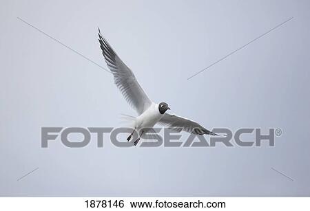 a bird in flight; amble, northumberland, england View Large Photo Image Stock Photograph - a bird in flight; amble, northumberland, england. Fotosearch