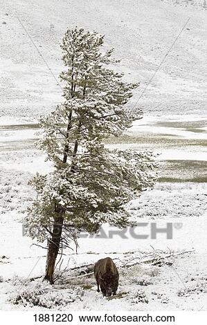 a buffalo alone in a winter landscape in lamar valley in yellowstone national park; wyoming, united states of america View Large Photo Image Stock Image - a buffalo alone in a winter landscape in lamar valley in yellowstone national park; wyoming, united states of america. Fotosearch