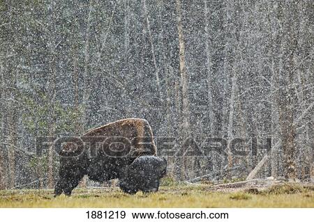 a buffalo in lamar valley in yellowstone national park; wyoming, united states of america View Large Photo Image Stock Photo - a buffalo in lamar valley in yellowstone national park; wyoming, united states of america. Fotosearch