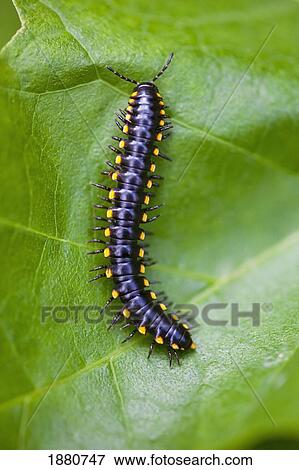 Stock Photo - a centipede on a leaf in columbia river gorge national scenic area; oregon, united states of america. Fotosearch