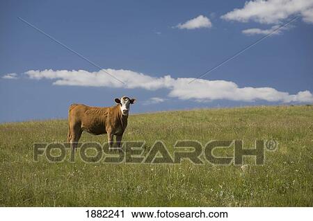 a cow in a pasture with blue sky and clouds; alberta, canada View Large Photo Image Stock Image - a cow in a pasture with blue sky and clouds; alberta, canada. Fotosearch