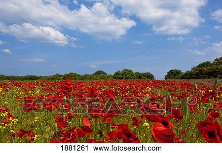 a field full of red flowers; northumberland, england View Large Photo Image Stock Image - a field full of red flowers; northumberland, england. Fotosearch