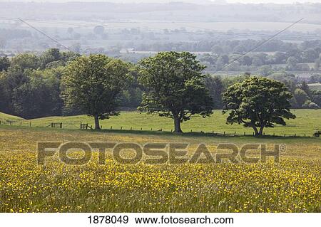 Stock Photo - a field with yellow wildflowers and trees; northumberland, england. Fotosearch