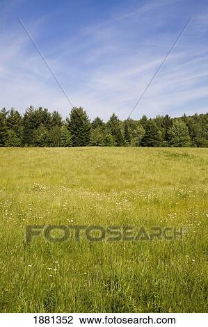 Stock Image - a grassy field and trees; foster, quebec, canada. Fotosearch