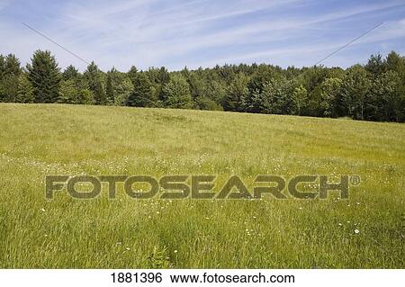 Stock Photograph - a grassy field and trees; foster, quebec, canada. Fotosearch