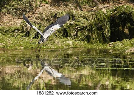 a grey heron landing on water; warkworth, northumberland, englad View Large Photo Image Stock Image - a grey heron landing on water; warkworth, northumberland, englad. Fotosearch
