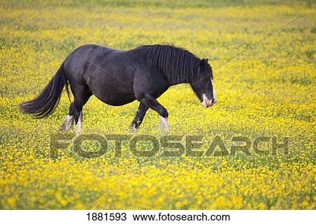 a horse walking in a field of yellow flowers View Large Photo Image Stock Image - a horse walking in a field of yellow flowers. Fotosearch
