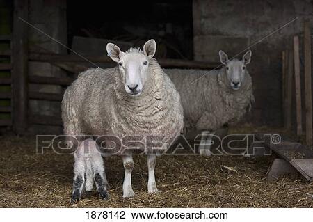 a lamb getting milk from it's mother; northumberland, england View Large Photo Image Stock Image - a lamb getting milk from it's mother; northumberland, england. Fotosearch