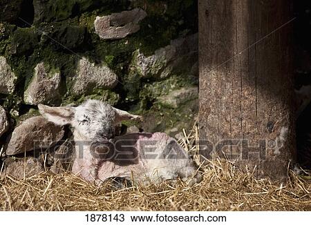Stock Image - a lamb laying in the hay; northumberland, england. Fotosearch