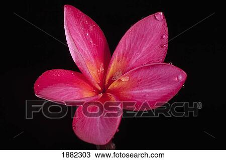 a pink flower with water drops on the petals View Large Photo Image Stock Image - a pink flower with water drops on the petals. Fotosearch