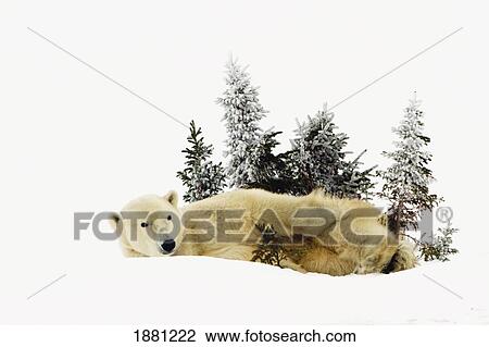 a polar bear (ursus maritimus) photographed at wapusk national park; churchill, manitoba, canada View Large Photo Image Stock Image - a polar bear (ursus maritimus) photographed at wapusk national park; churchill, manitoba, canada. Fotosearch