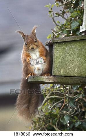 a red squirrel perched on a ledge; northumberland, england View Large Photo Image Stock Photograph - a red squirrel perched on a ledge; northumberland, england. Fotosearch