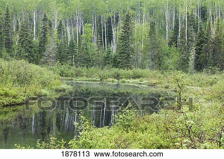 Stock Image - a river flowing through a forested area; thunder bay, ontario, canada. Fotosearch