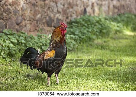 Picture - a rooster; northumberland, england. Fotosearch