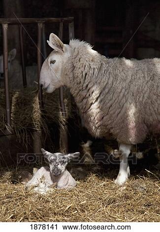 a sheep with a lamb laying in the hay; northumberland, england View Large Photo Image Stock Image - a sheep with a lamb laying in the hay; northumberland, england. Fotosearch